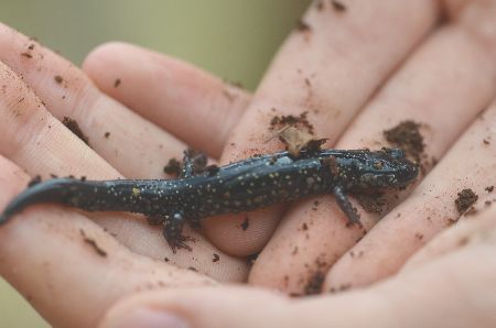 Photo of lizard in hands