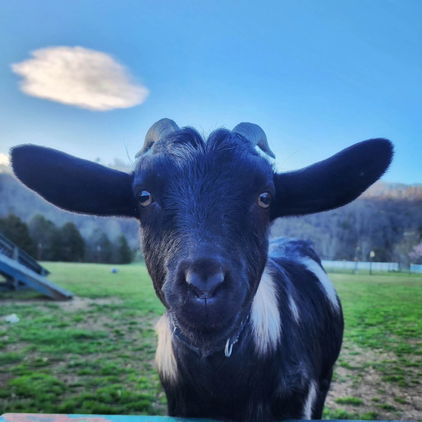 Ollie the Goat at Magnolia Carefarm