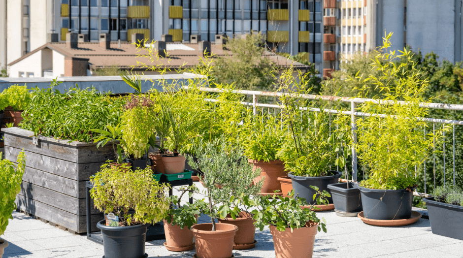 Rooftop garden image