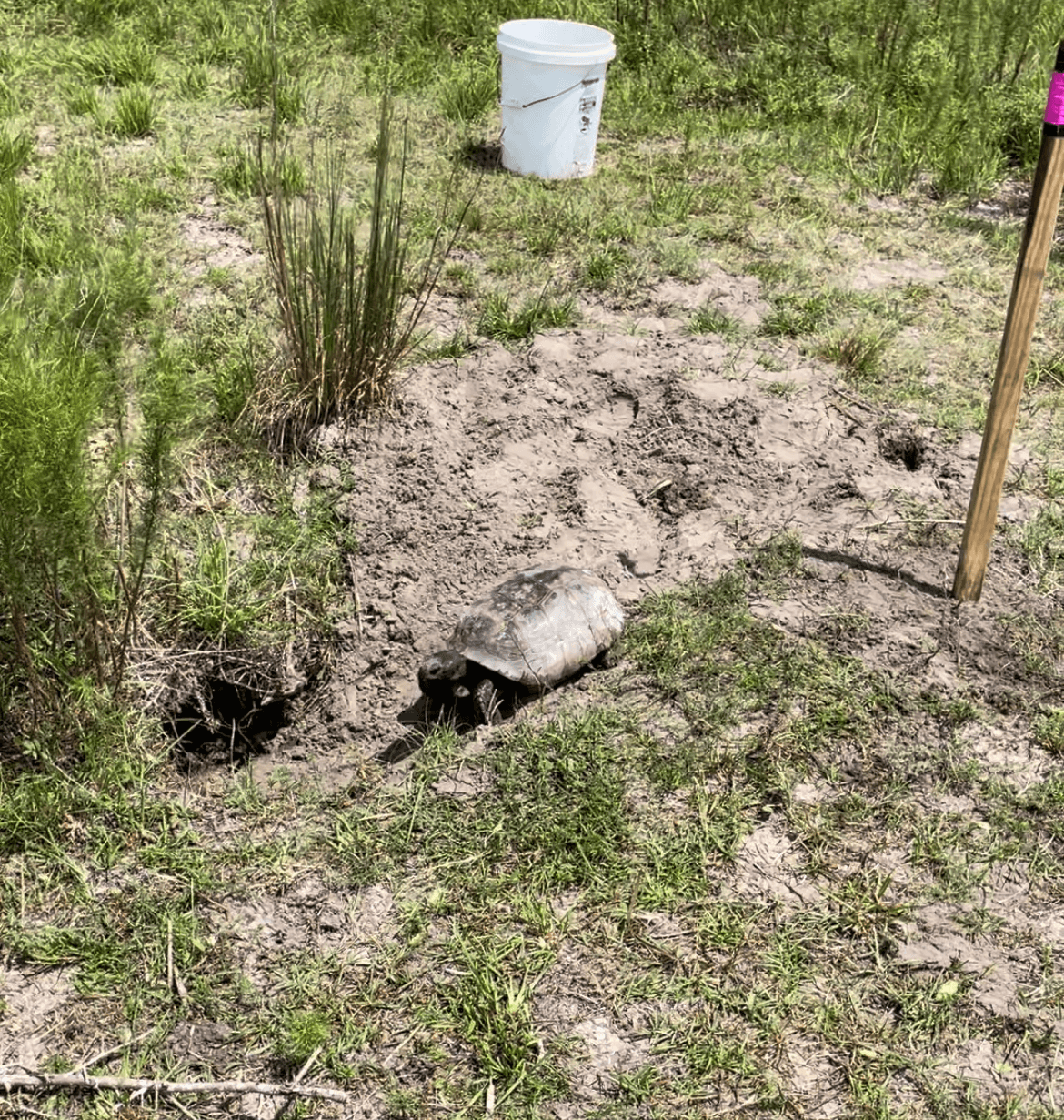Photo of tortoise returning to burrow