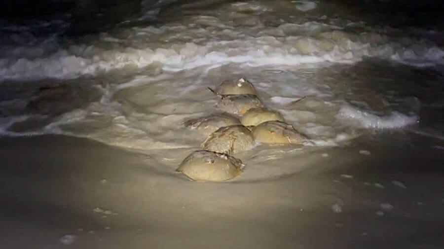 Photo of horseshoe crabs