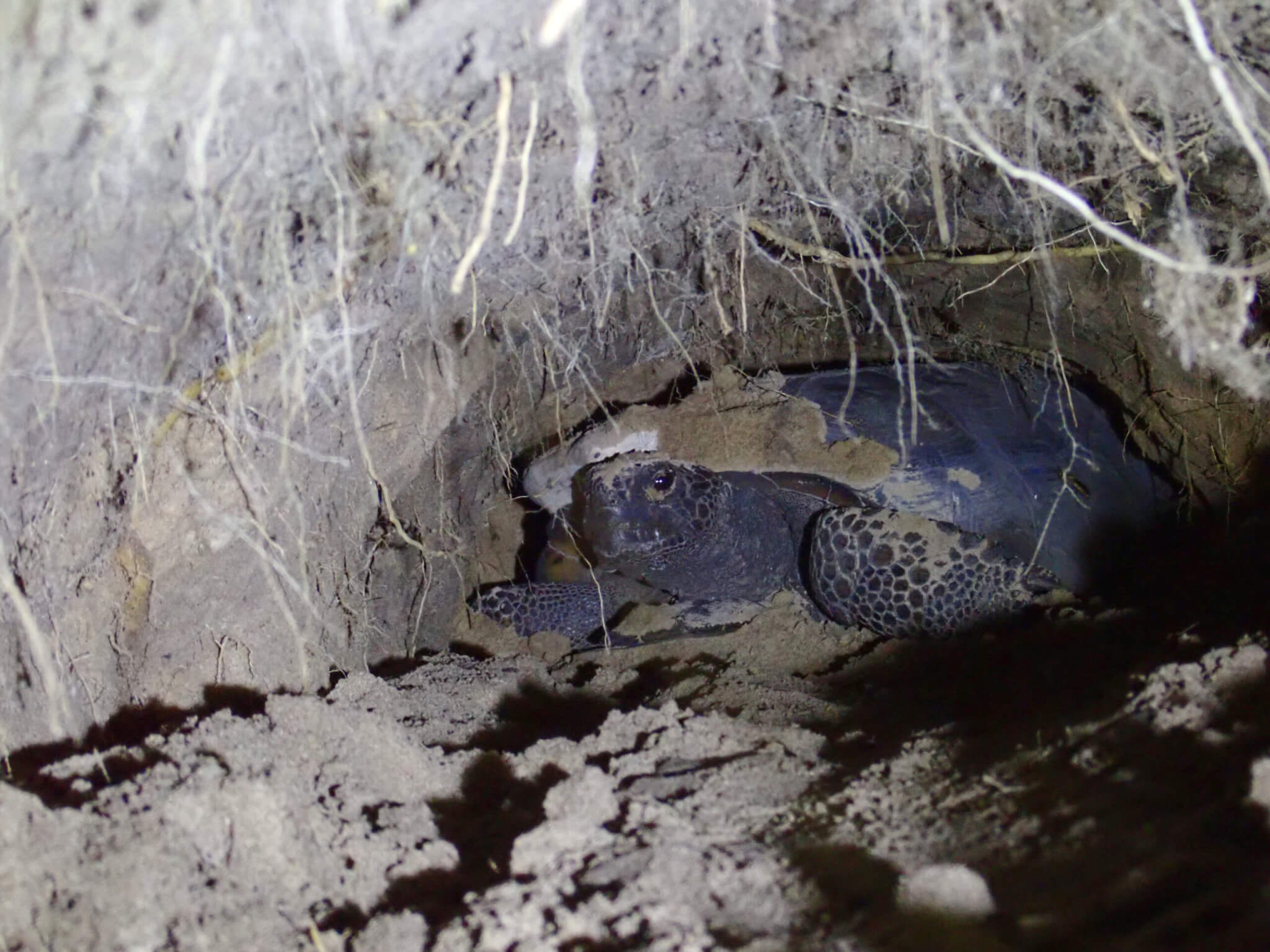Photo of tortoise in burrow