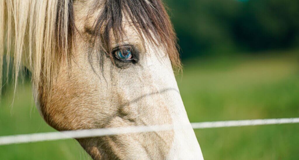 Photo of a horse, with its eye as the focal point