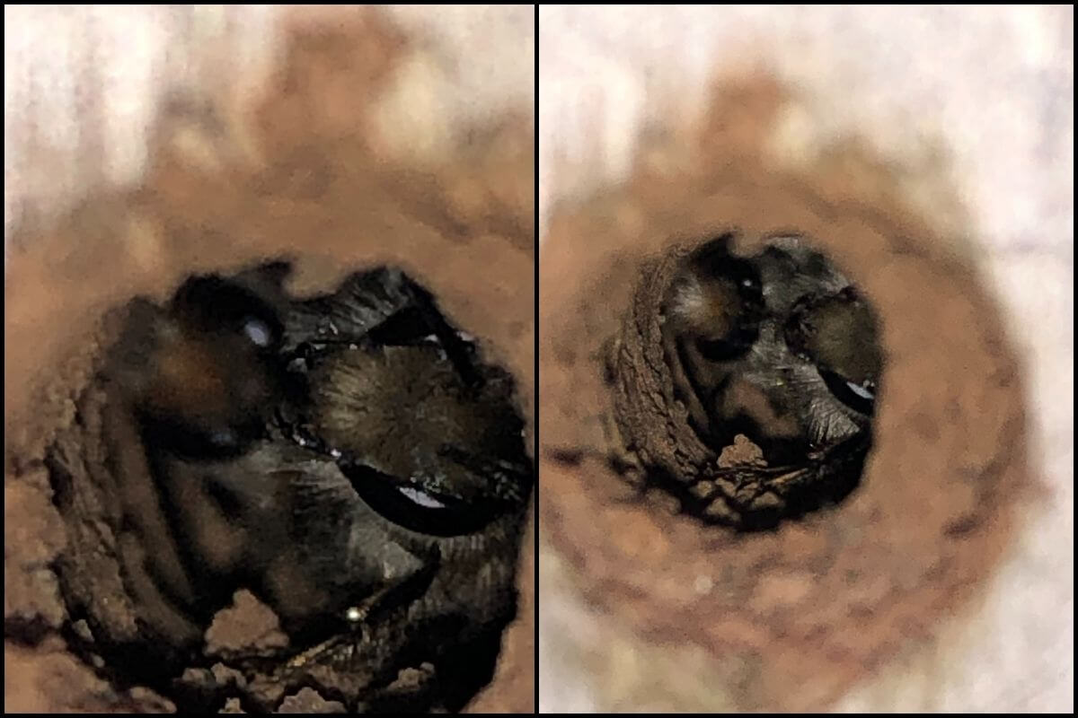 Photo of Mason Bees