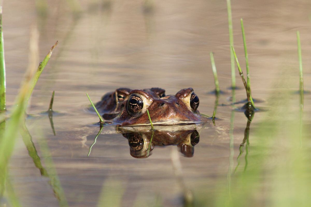 Photo of two frogs in a body of water, one on top of the other, eyes above the surface