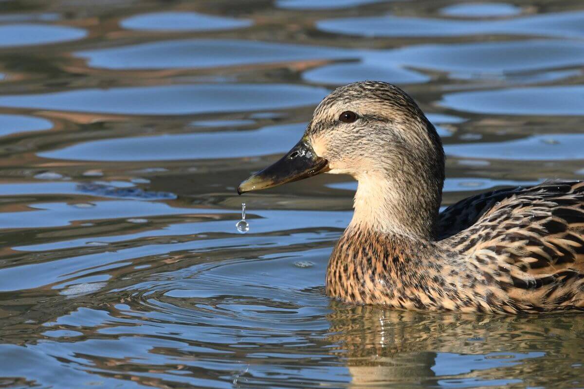 Photo of a duck floating on a body of water with a drop dripping off its bill