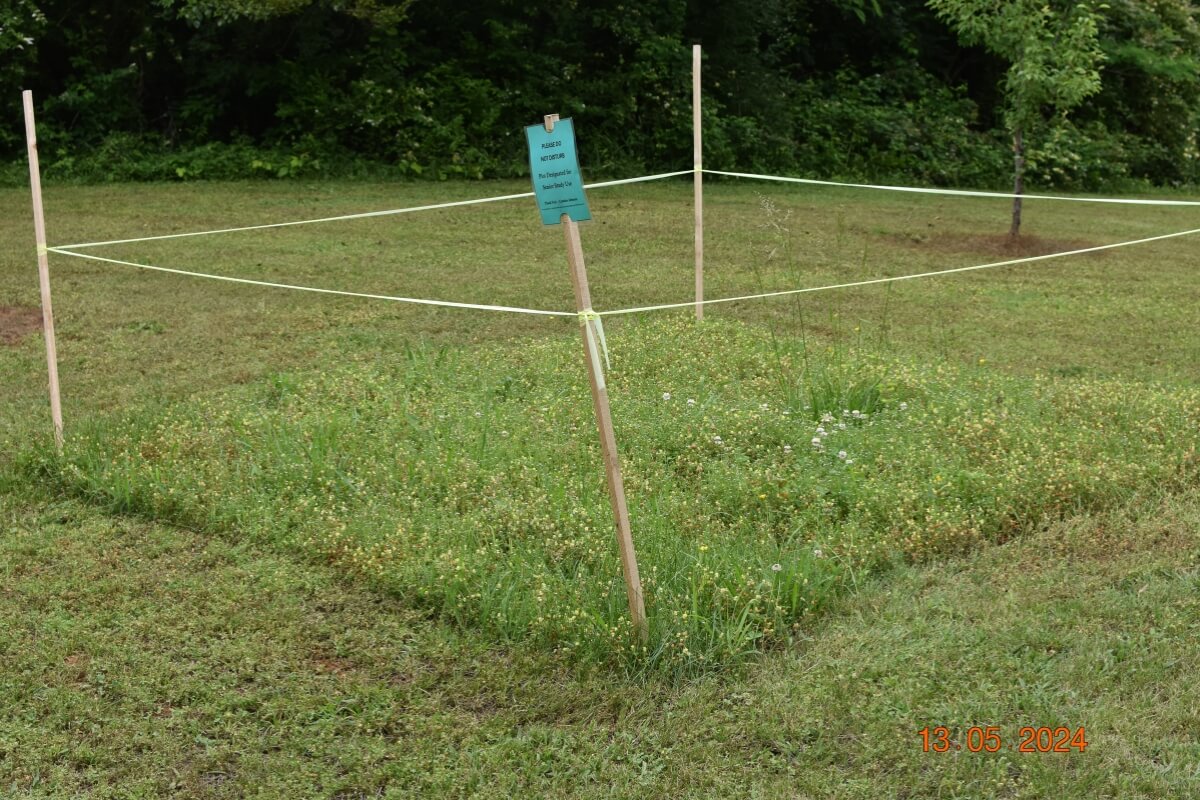 Photo of a roped off section of the meadow in the Maryville College Woods used for research by Camden Johnson '26.