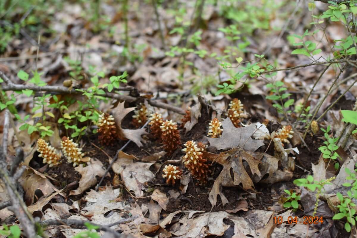 Photo of American Cancer-Root, one of the wildflowers in the Maryville College Woods documented by Camden Johnson '26.