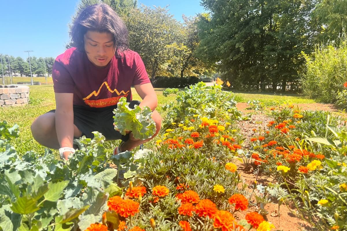 Photo of Jonathan Yost '26 looking at the effectiveness of marigolds as companion plants alongside Maryville College crops