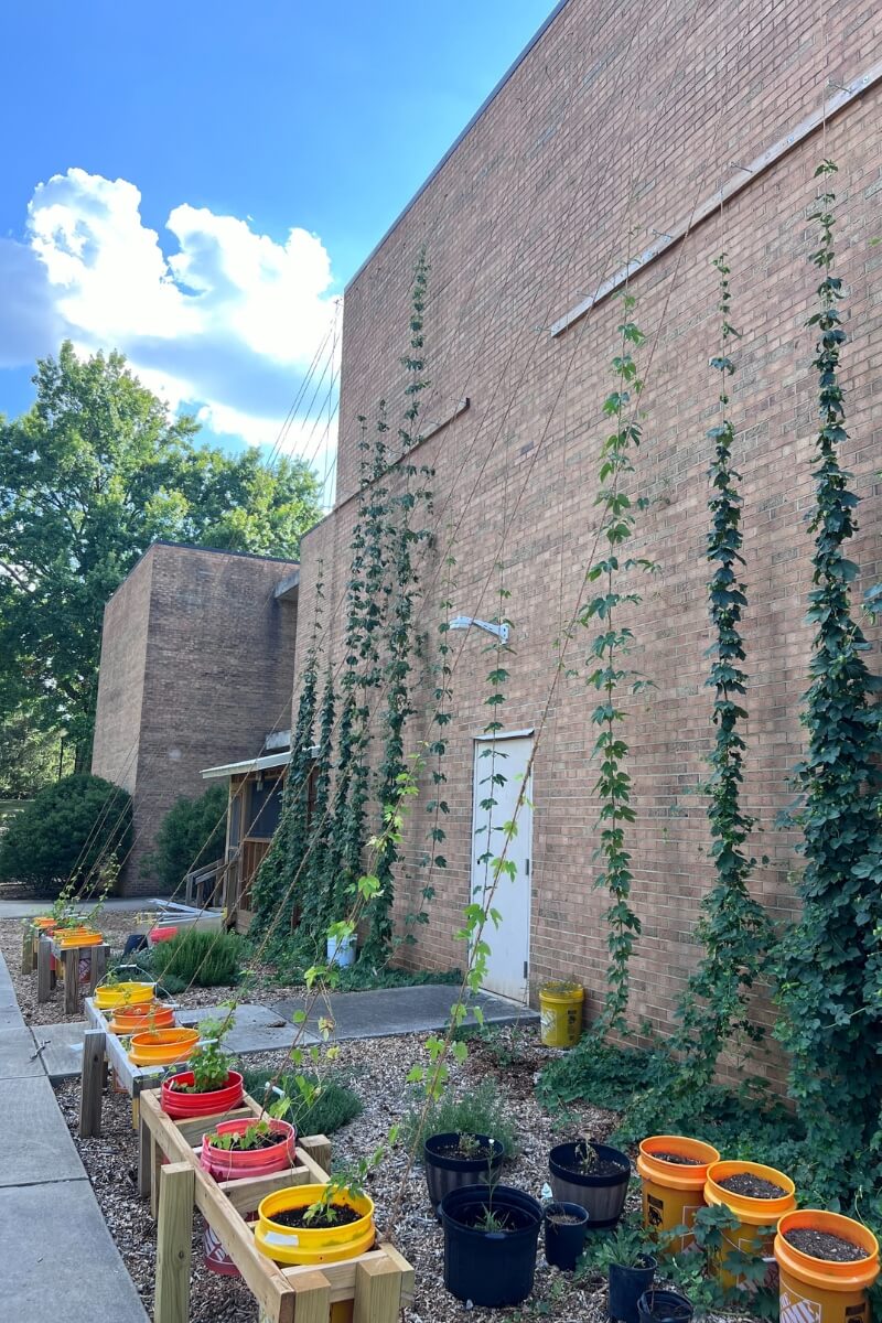 Photo of Maryville College hops growing up runners along the back of the Sutton Science Center.