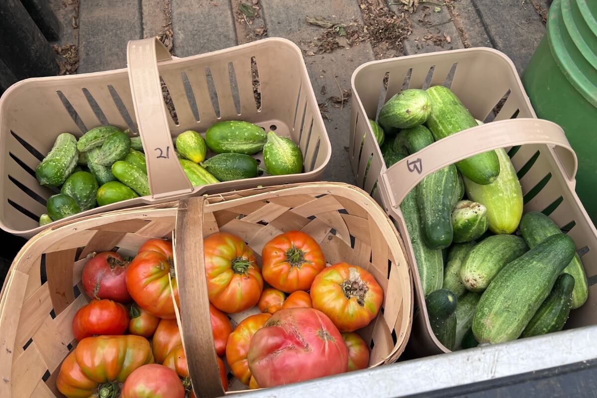 Photo of basket of vegetables