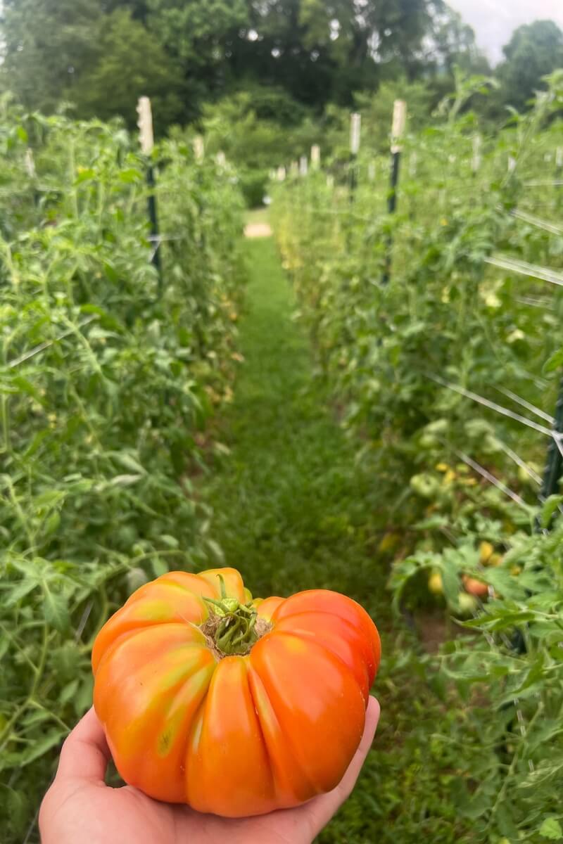 Photo of William Leeper holding a gourd