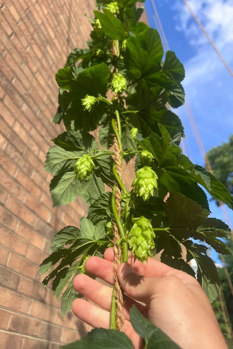 Photo of a hand holding a hops vine