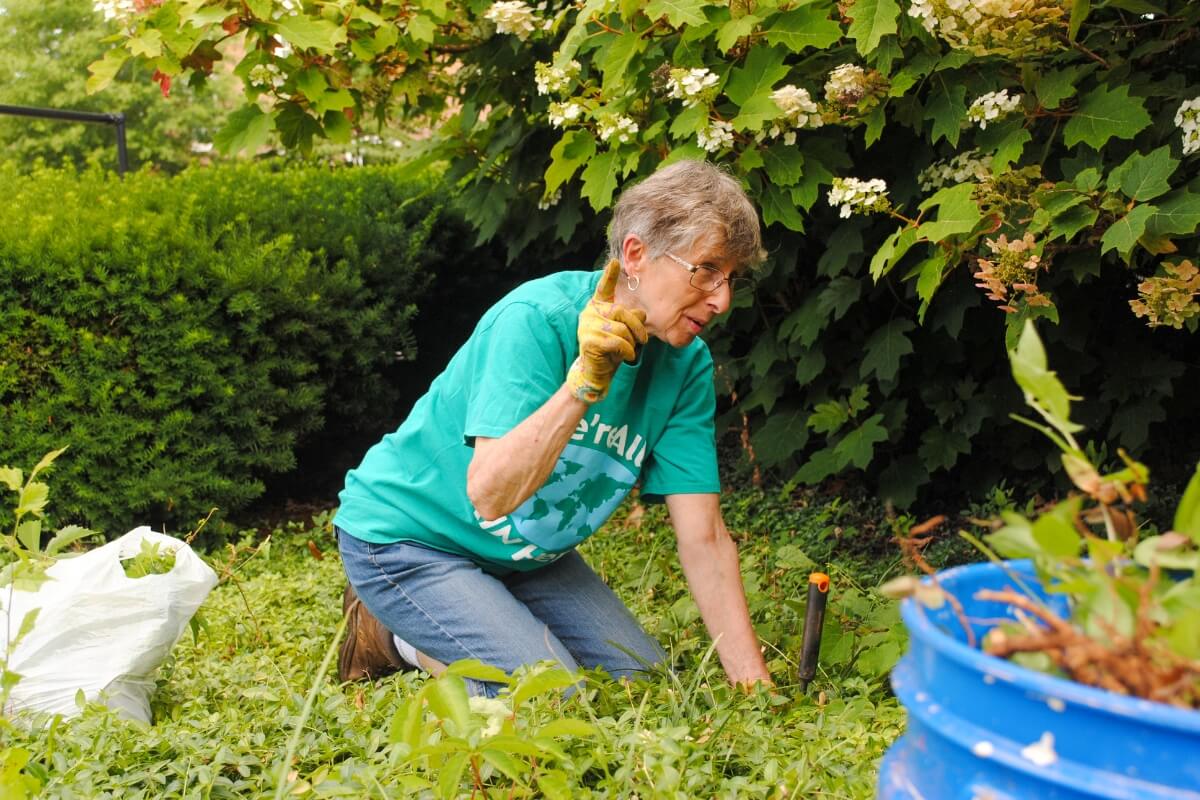 Photo of Maryville College alumna Kathleen Copeland pulling weeds at KT Days 2023.