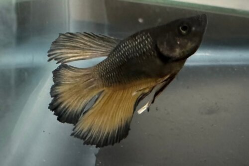 Photo of a Betta fish floating in water