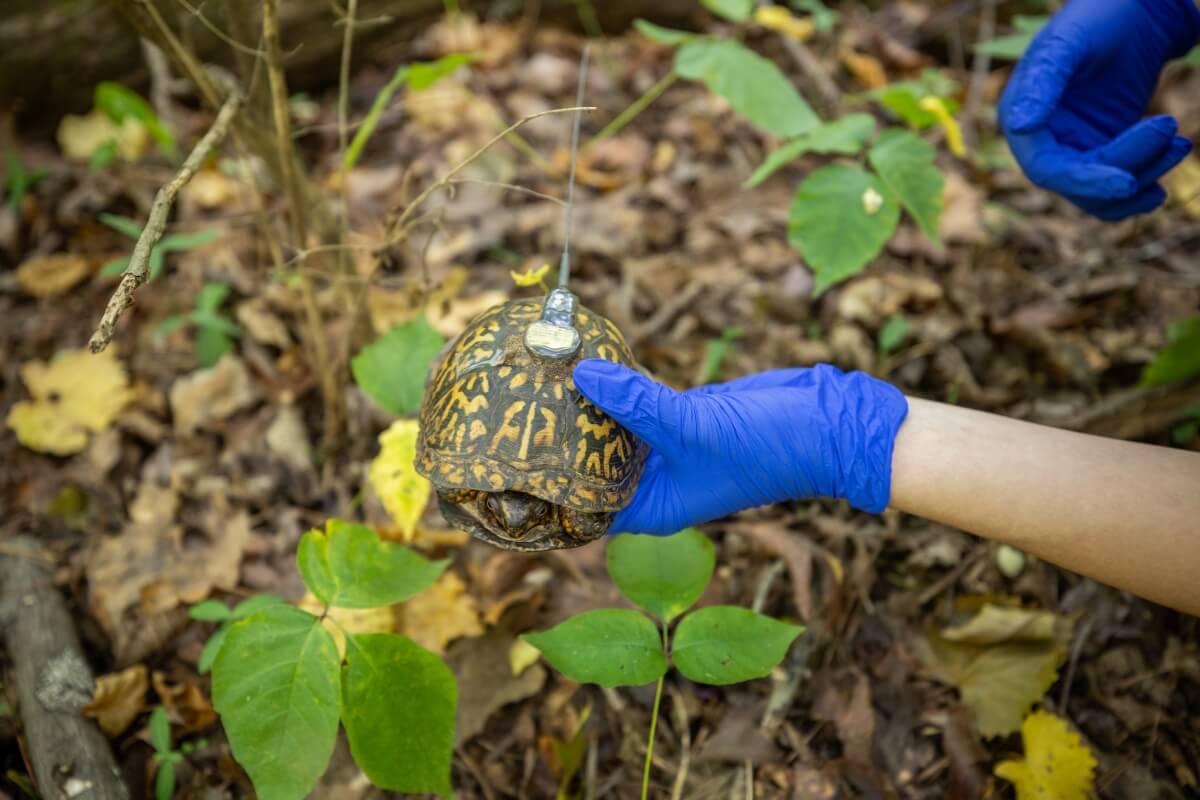 Photo of a student holding an Eastern box turtle