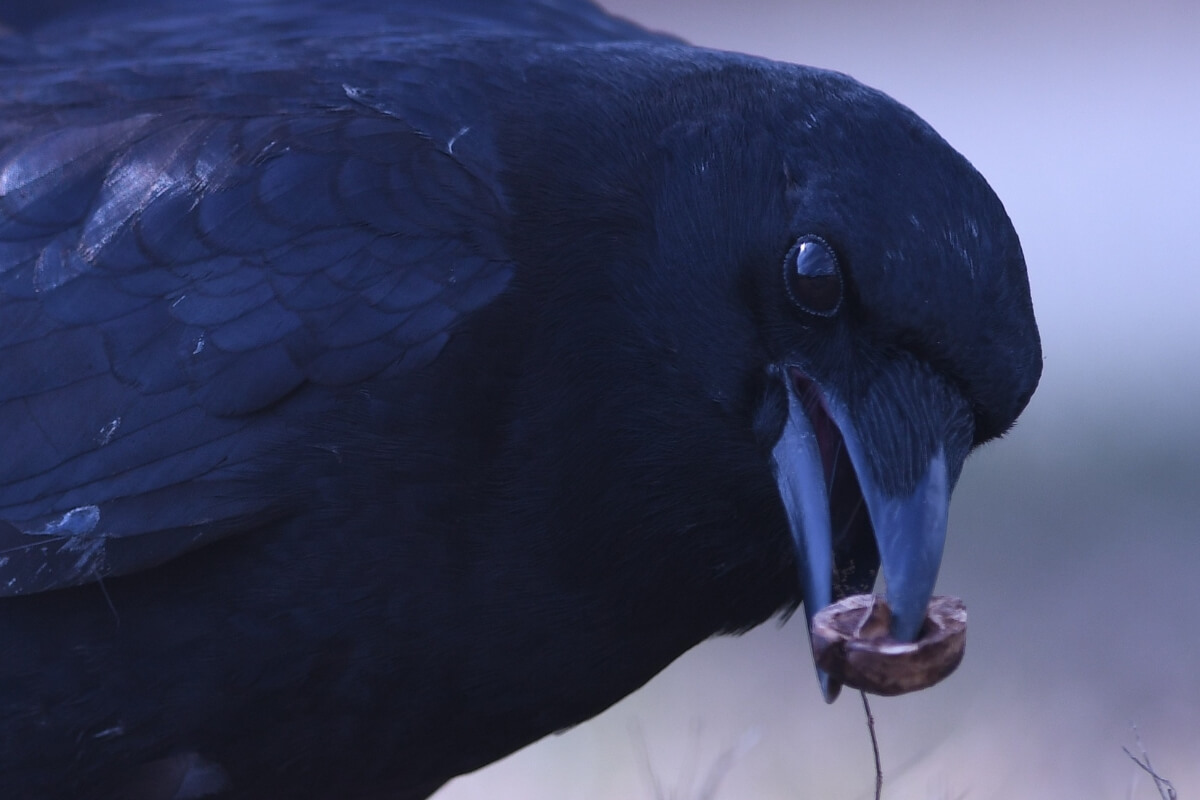 Photo of maryville college wildlife photography calendar now on sale 2