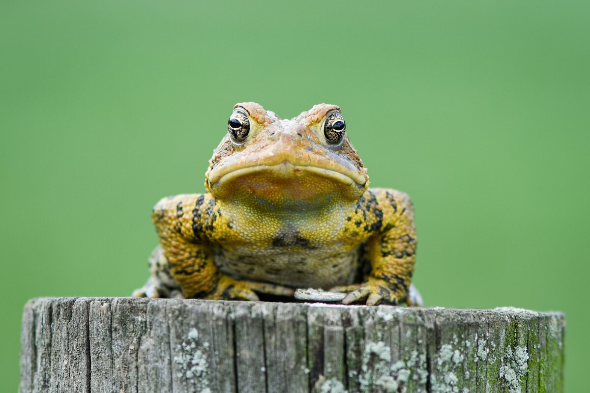 Photo of maryville college wildlife photography calendar now on sale 4