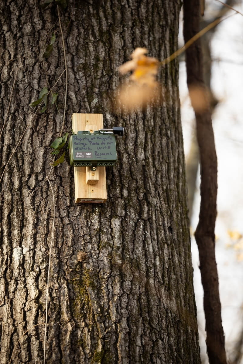 Photo of an echolocation recorder mounted on a tree in the Maryville College Woods.