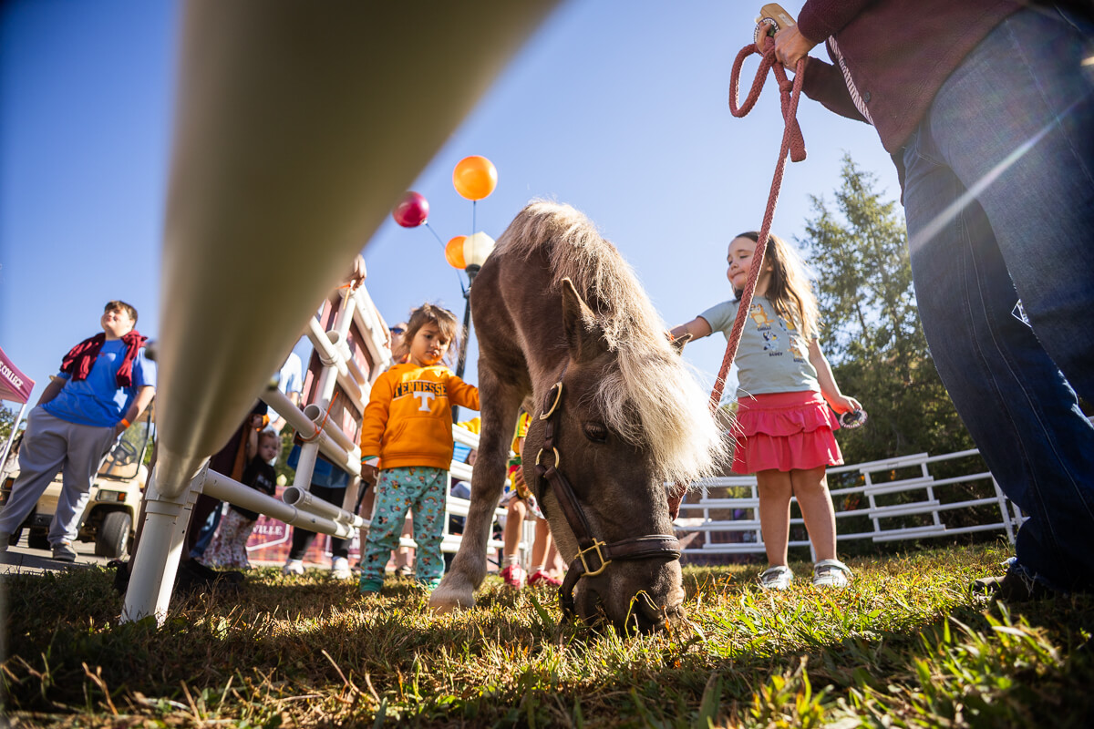 Photo of a horse bent over, nibbling grass