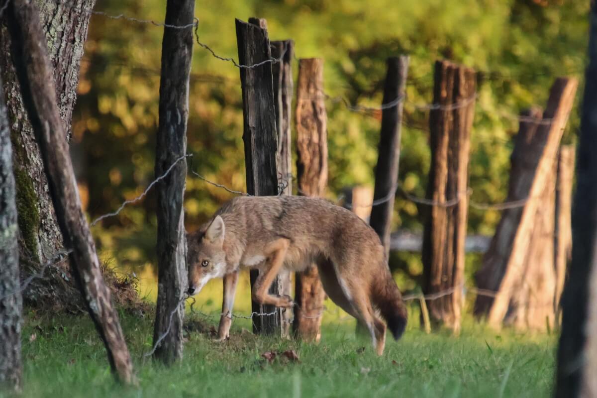 Photo of artwork in the 2026 Maryville College senior art show